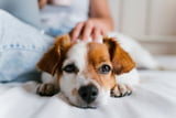 Missverstandene Vierbeiner Warum wir die Gefühle unserer Hunde falsch deuten